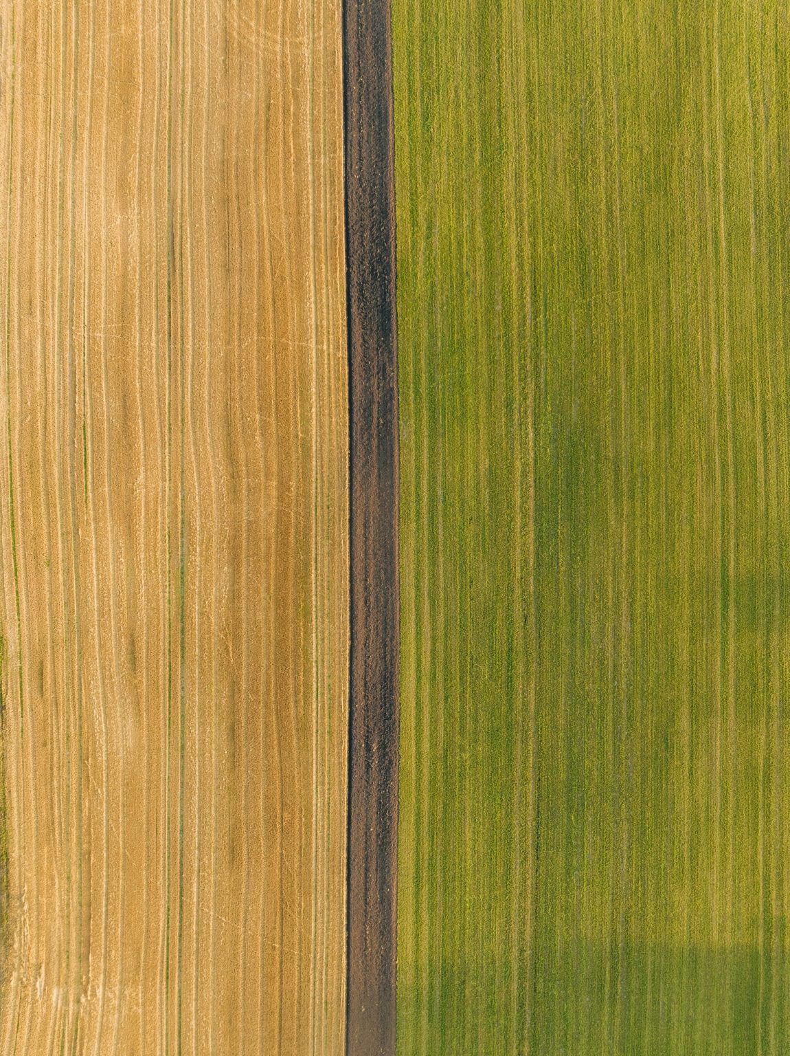 How to Prevent Agricultural Runoff: Practical Solutions