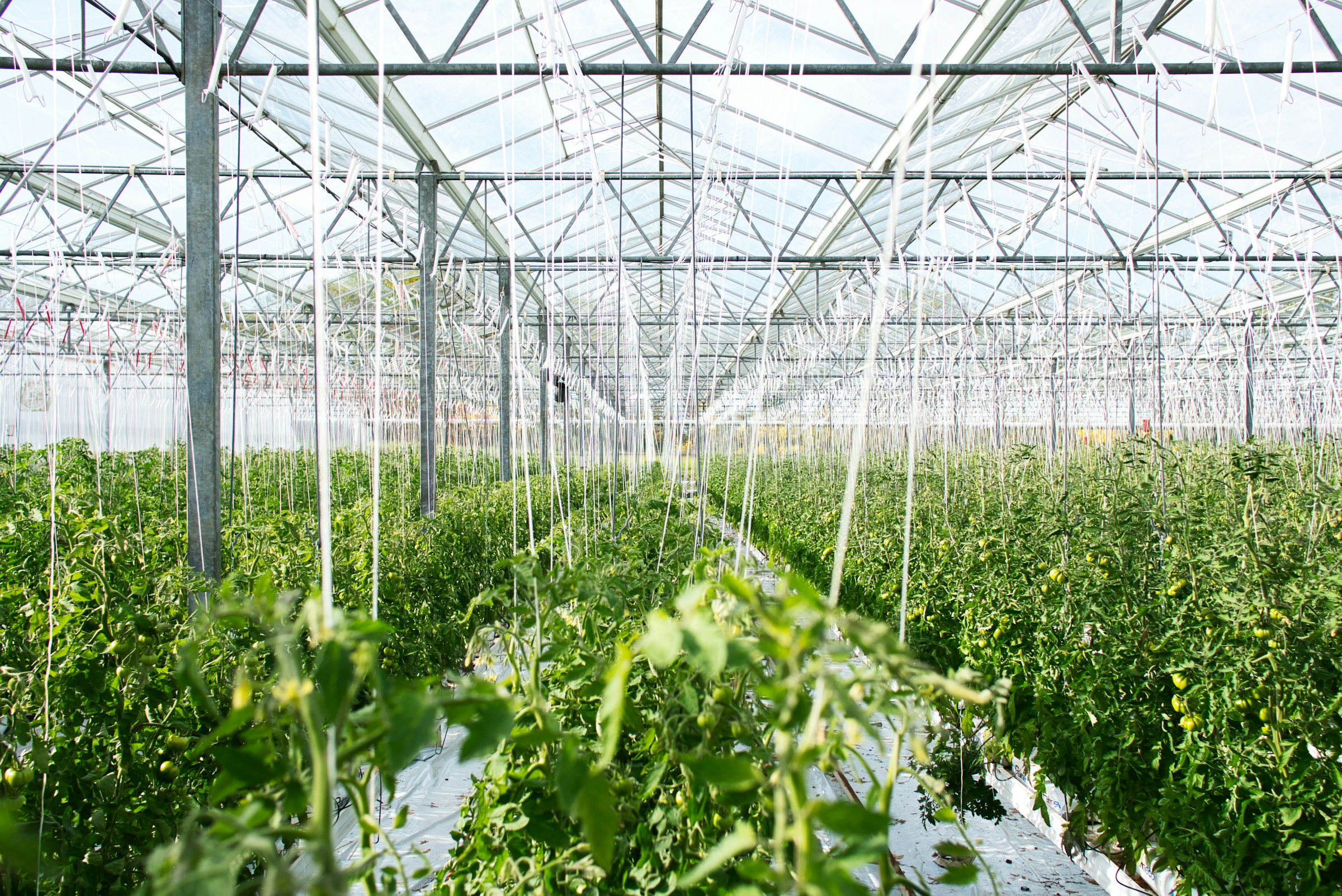 A greenhouse with tomatoes growing in it, using fertigation systems for optimal growth.