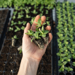 A hand holding small plants in trays.