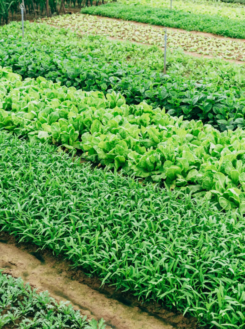 A field of green vegetables in a farm.
