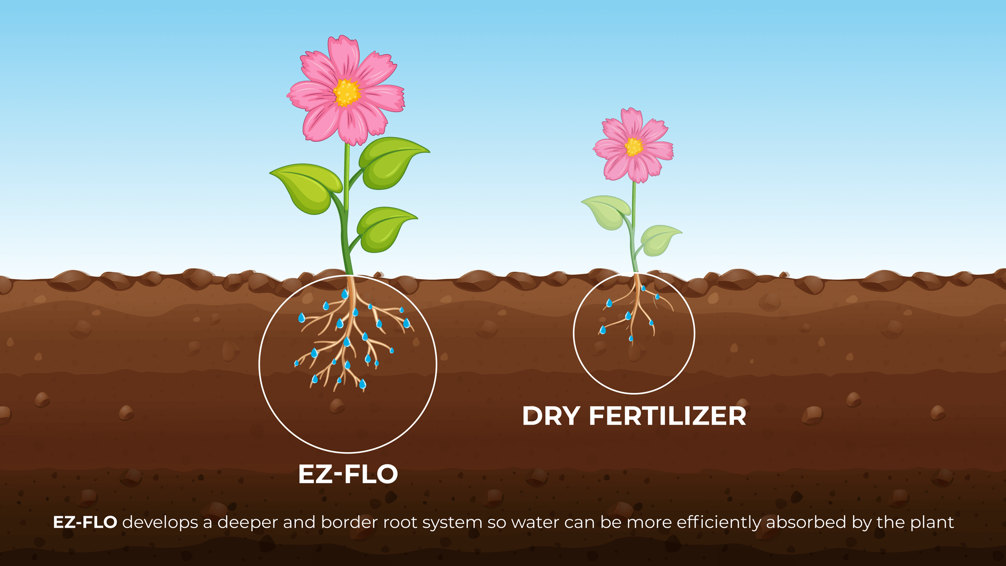 Using EZ FLO plants absorbs water efficiently form soil
