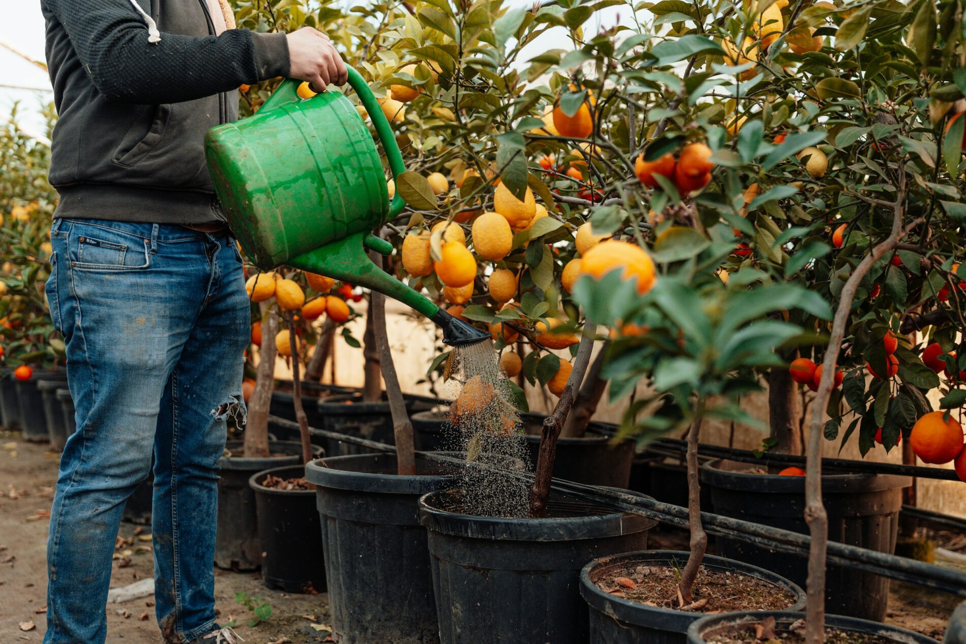 Person watering potted citrus trees in a greenhouse using traditional watering methods.
