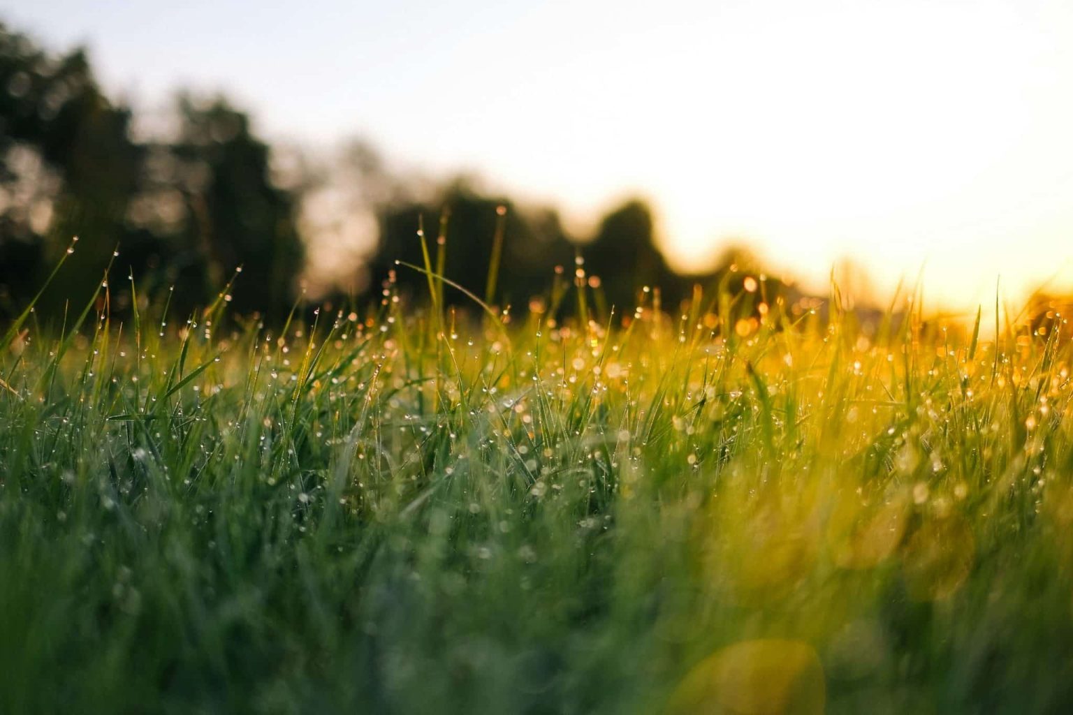 How to Get Rid of Crabgrass: Prevention and Removal
