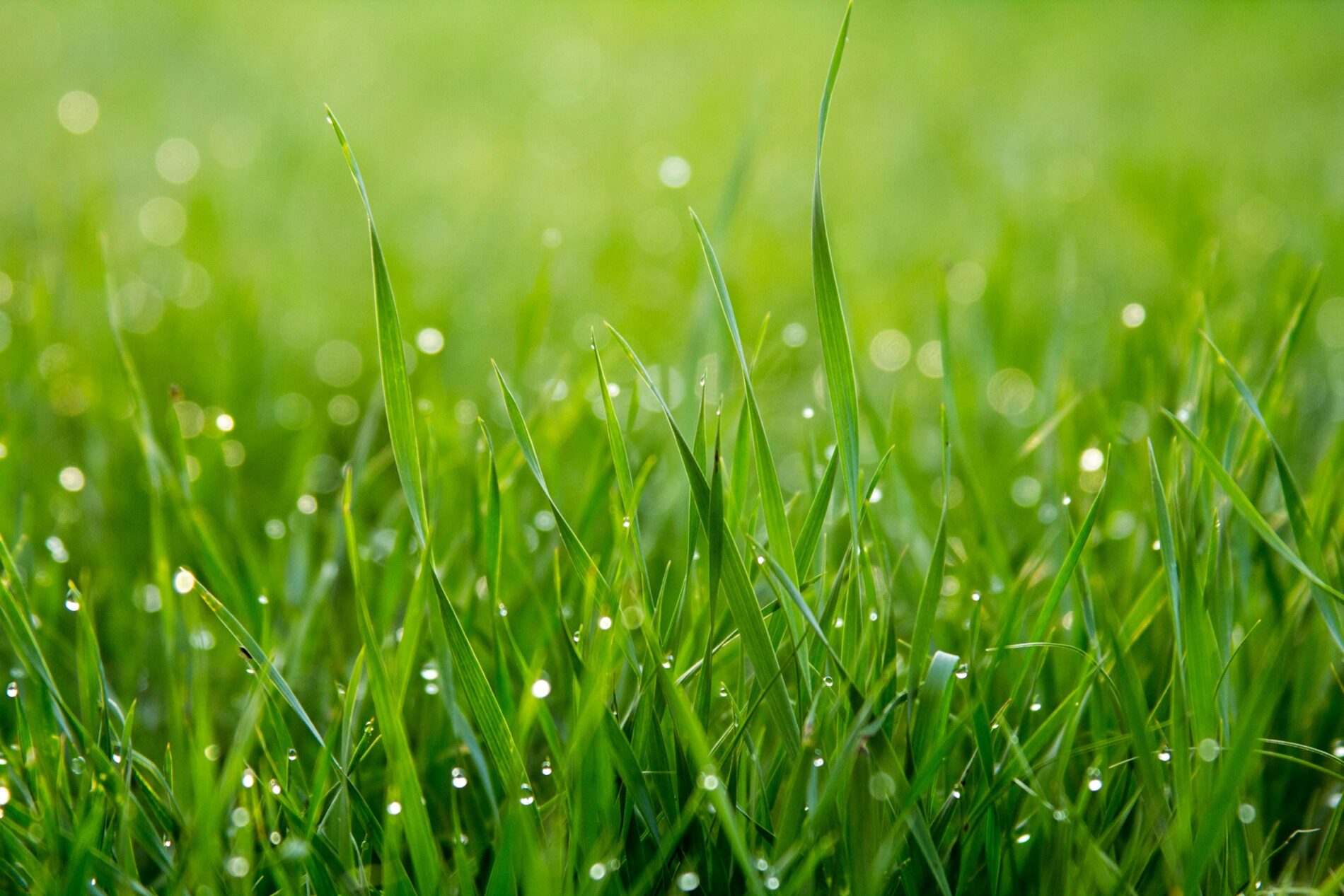How to Get Rid of Crabgrass in Lawn: A Comprehensive Guide, EZ-FLO™ Injection Systems