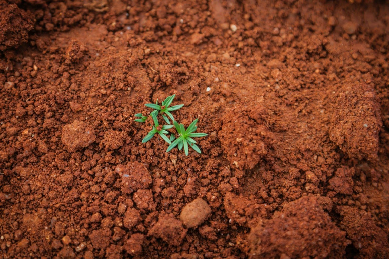 How to Improve Clay Soil: Amendments That Work