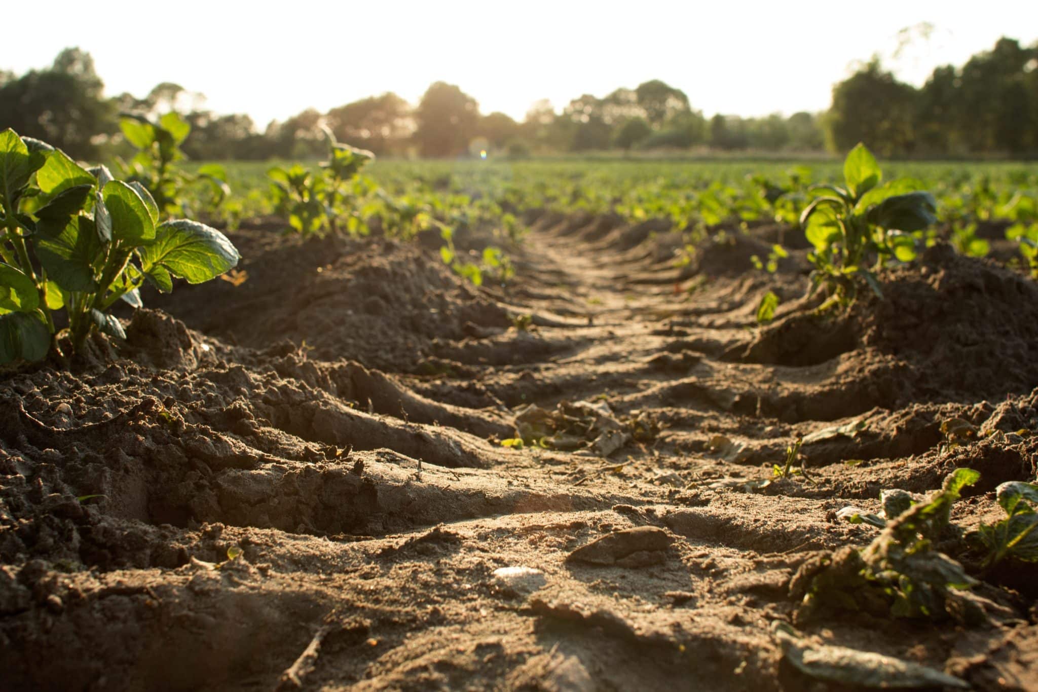 A path with plants growing in a field.