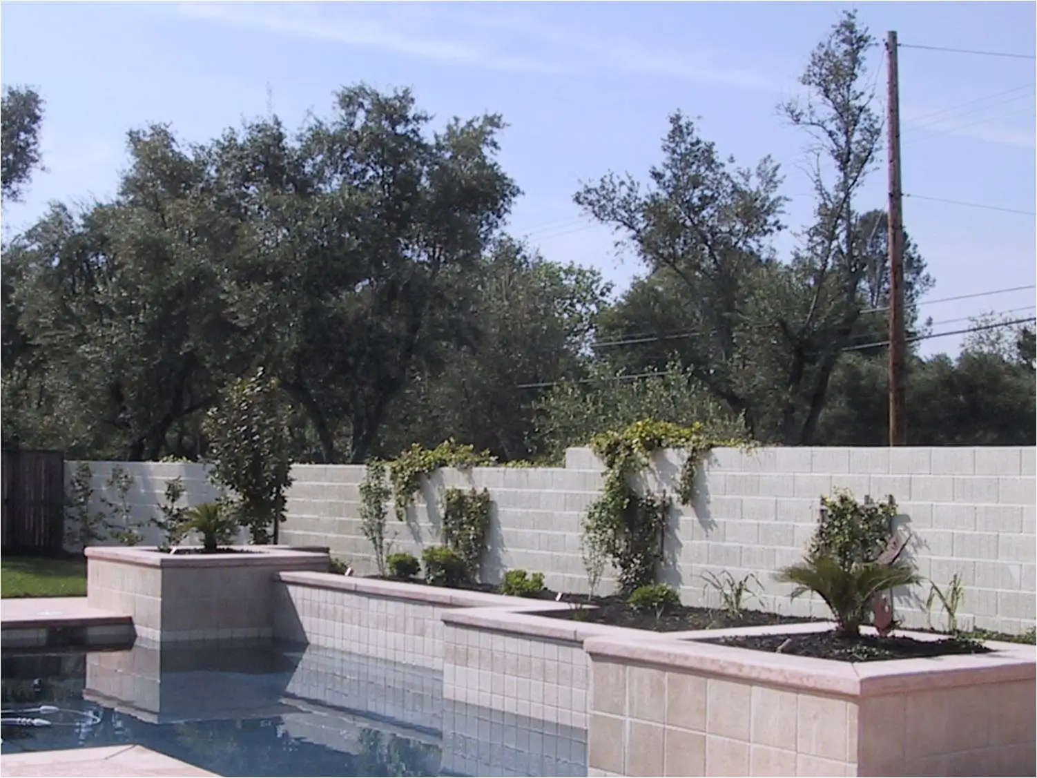A backyard pool with a tiled edge and raised planters against a white brick wall, with young plants and trees in the background.