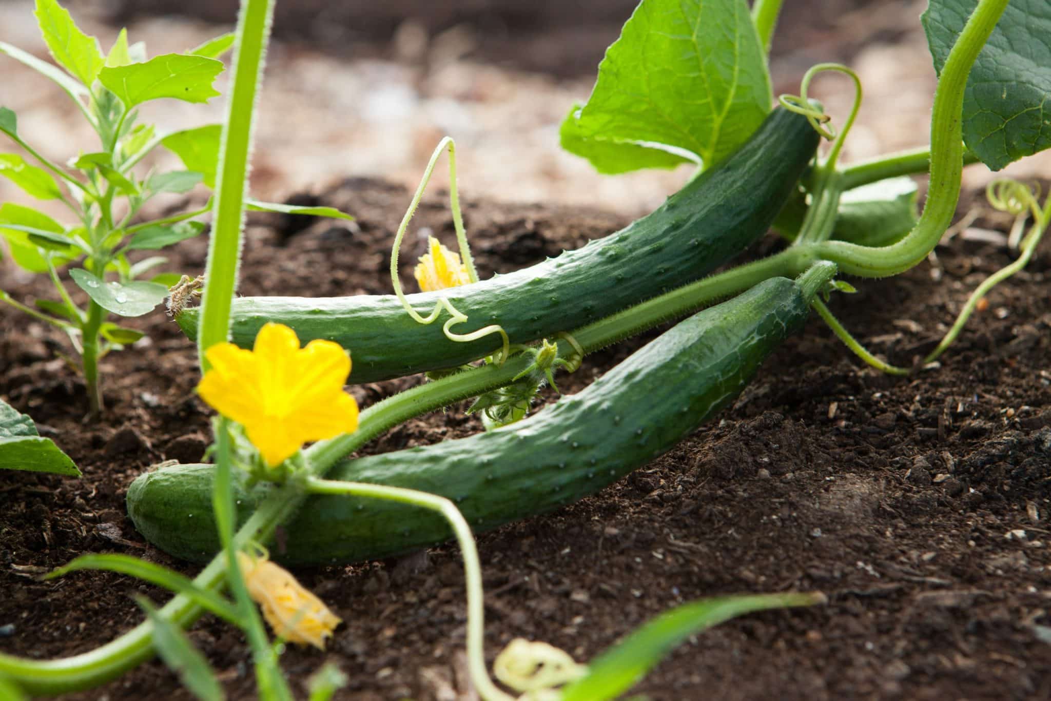 Best Soil for Vegetable Gardens