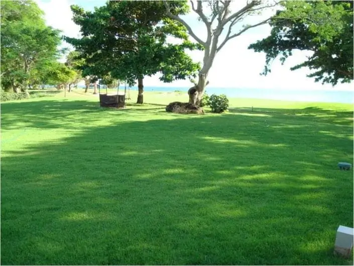 A well-maintained grassy lawn with scattered trees and a view of the ocean in the background under a clear sky.