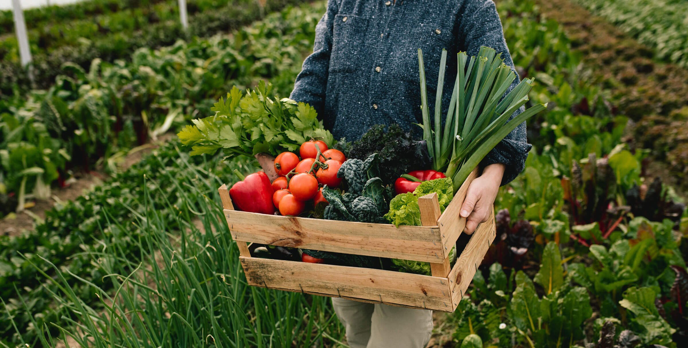 A farmer holding fresh vegetable basket
