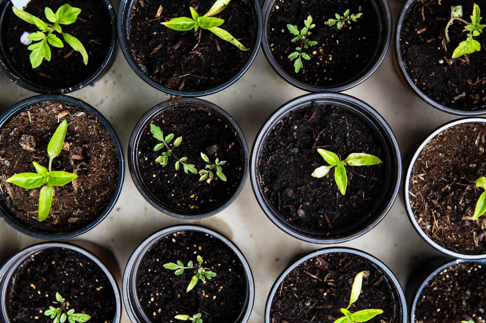 Comprehensive guide: A group of small plants in pots on a table and how to sterilize soil for their growth.