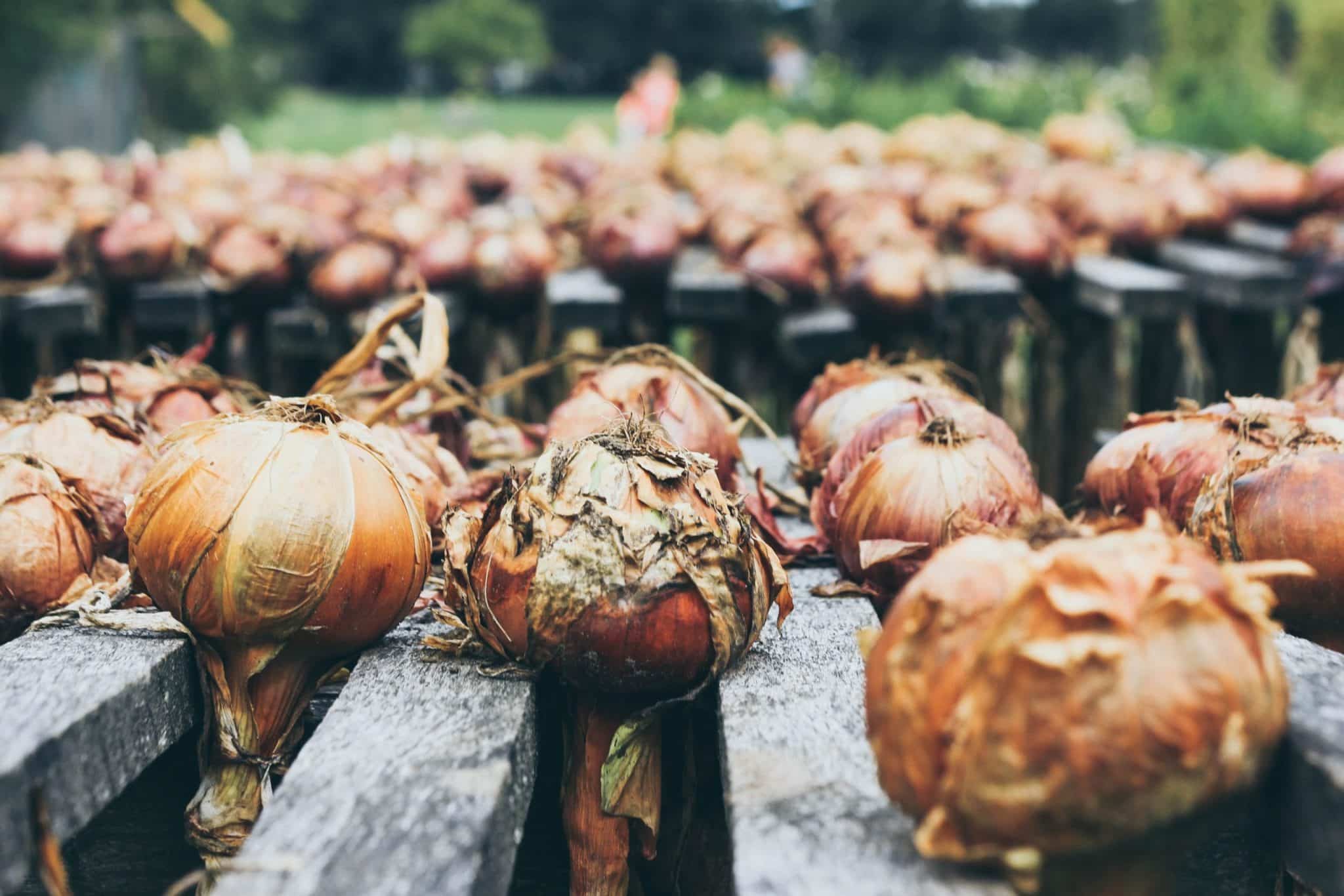 Best Soil for Vegetable Gardens