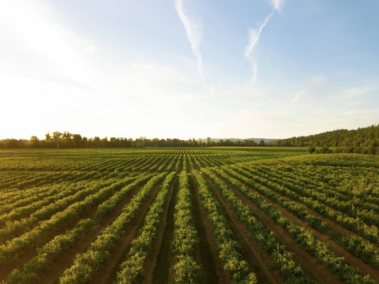 What is an Agricultural Commodity? Types and Markets