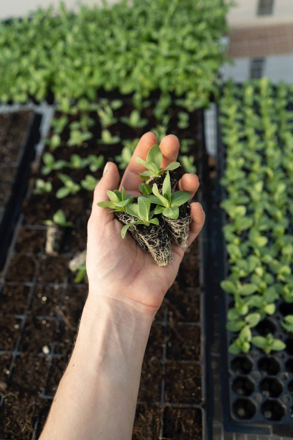 What is Loam Soil? Composition, Benefits and How to Create It