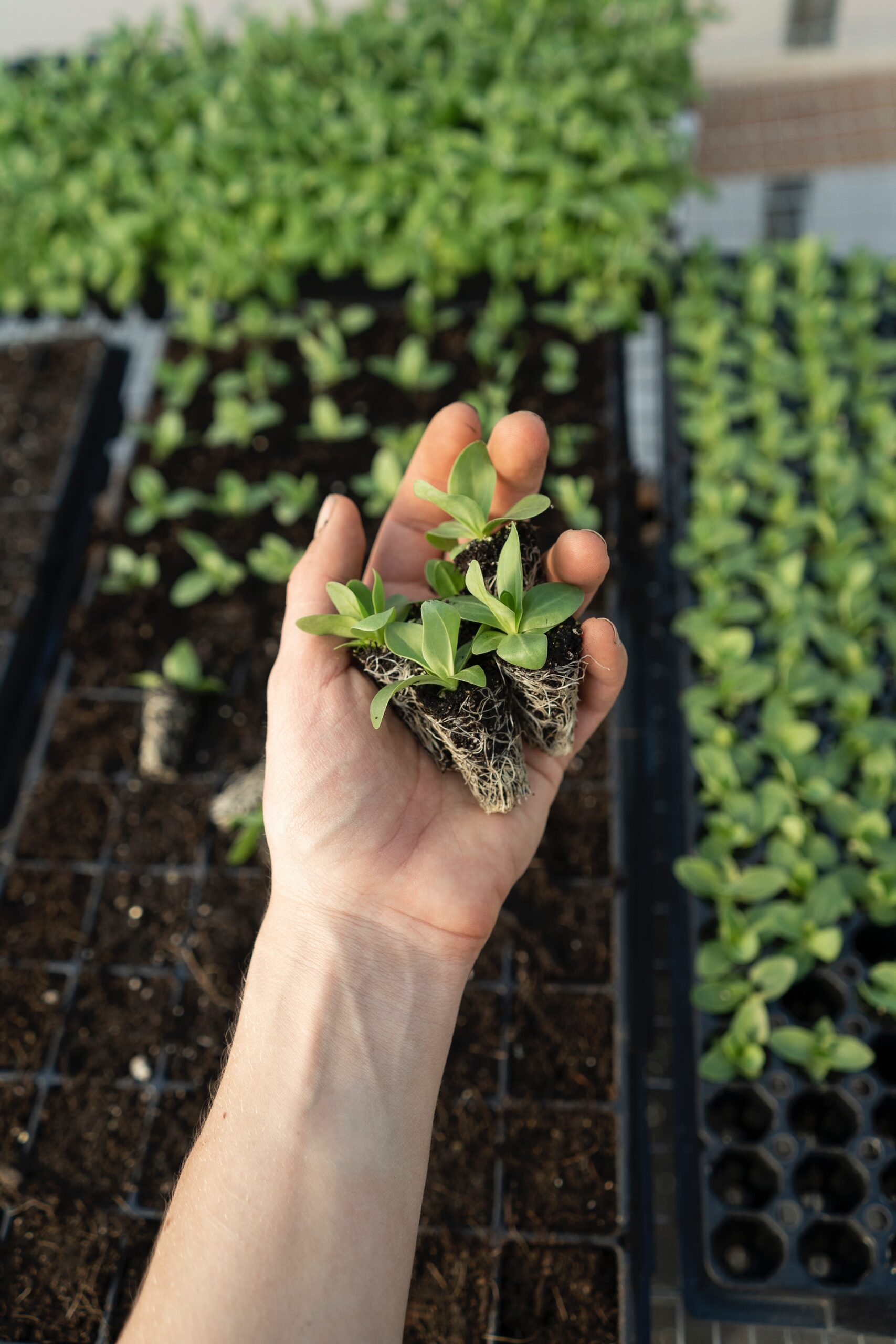 A hand nurturing a small seedling in a greenhouse filled with loam soil.
