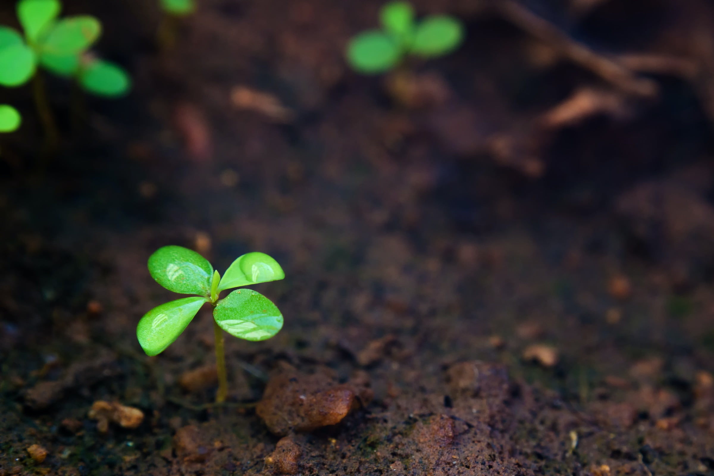 Unearthing the Secrets of Earth's Foundation, a small green plant is growing in the soil.