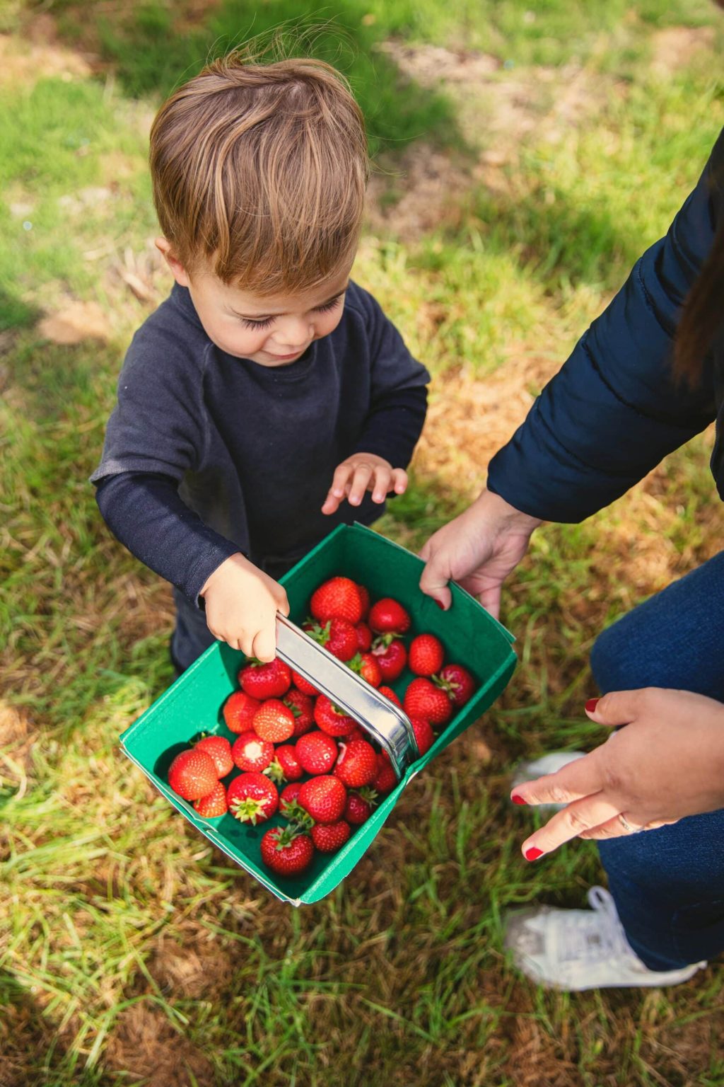 When to Plant Strawberries: Best Timing by Climate Zone